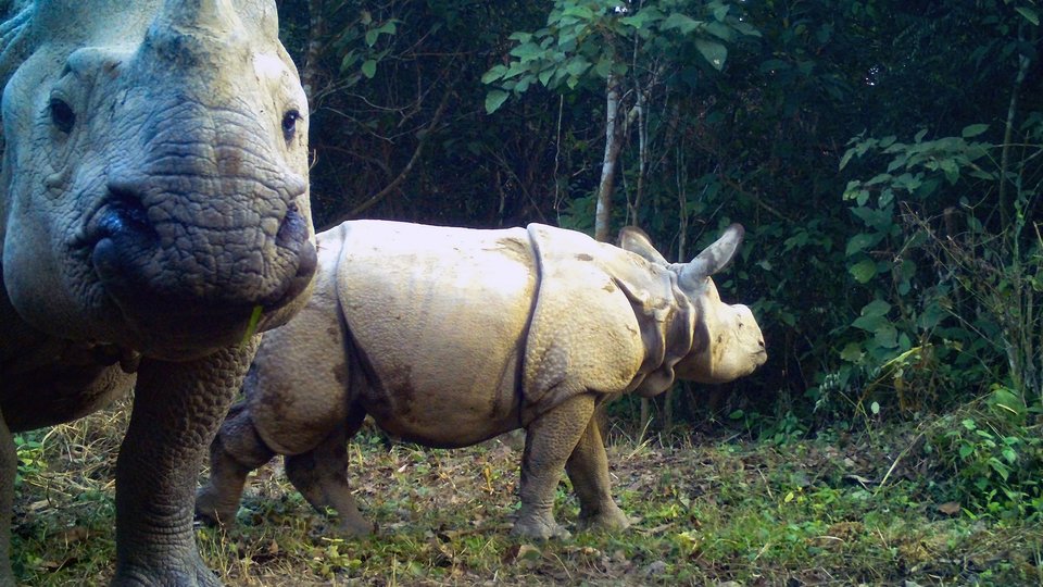 2 rhinos in forested area