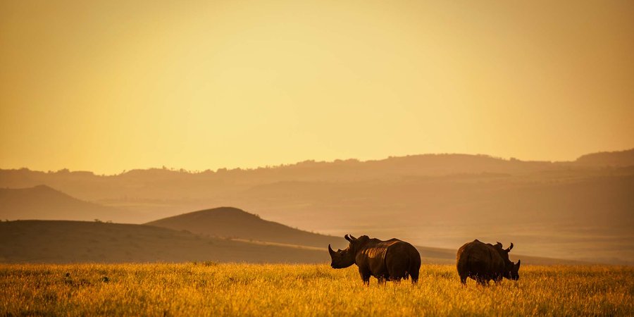 Rhinos at sunrise