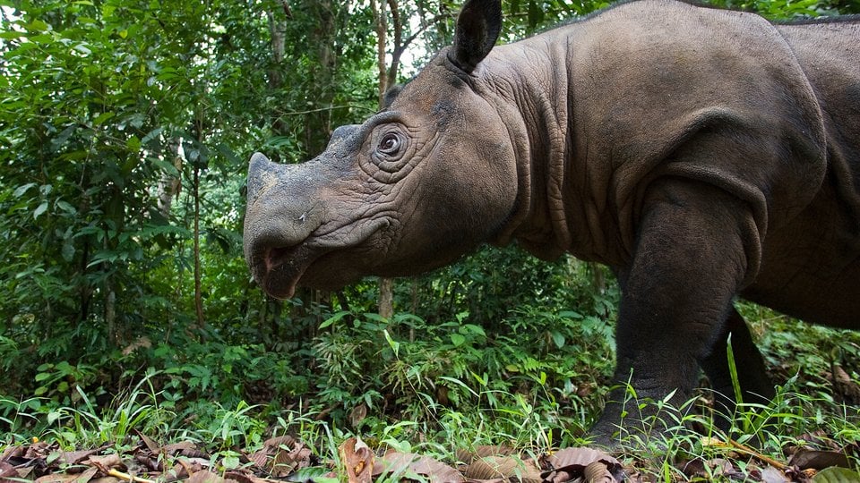Closeup of rhino walking in jungle