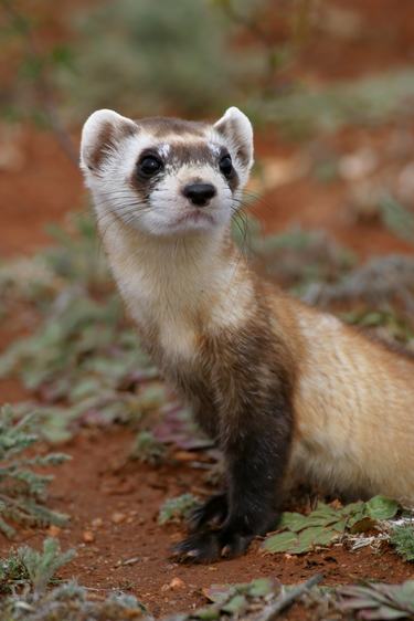 Black-footed ferret sitting up and alert