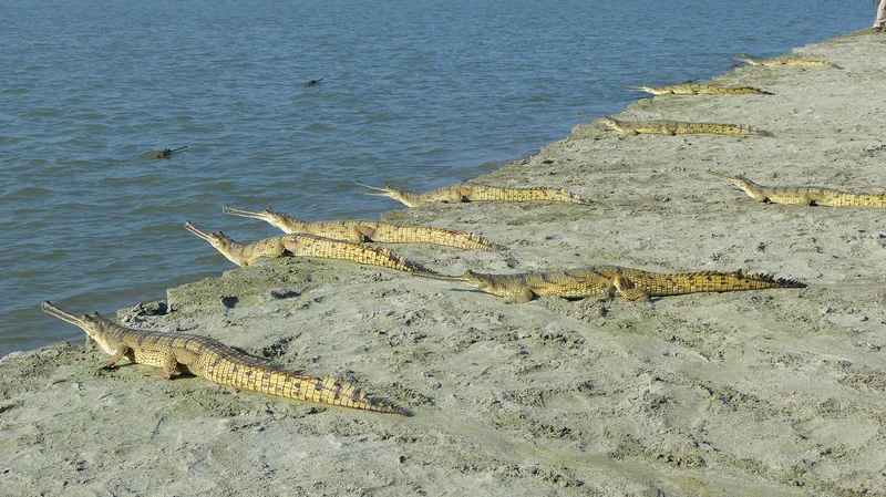 Gharials along riverside