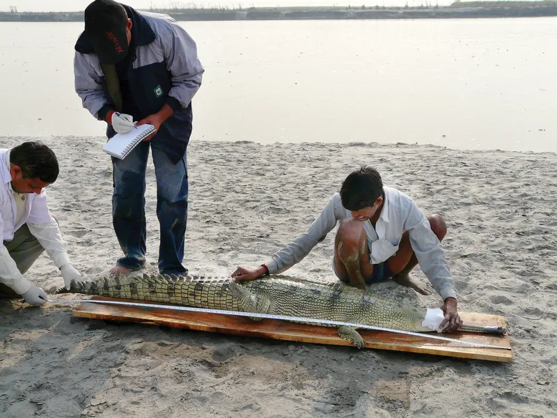 Team measures a gharial