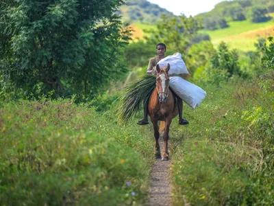 A young man carries sacks of sugarcane while riding a horse on a trail toward camera.