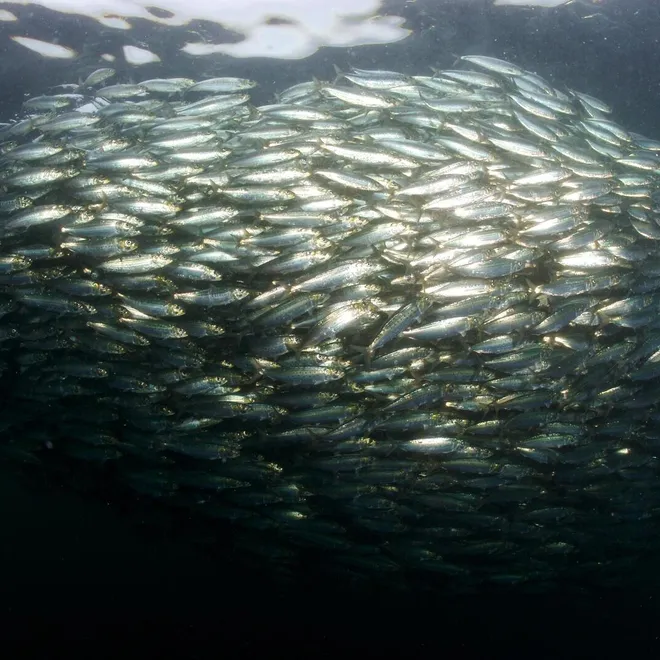 Large group of fish swimming together in the water
