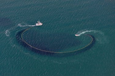 Commercial herring seiner (F/V Kristy), during the Togiak Herring Fishery, with the seine (net) set around a large school of herring