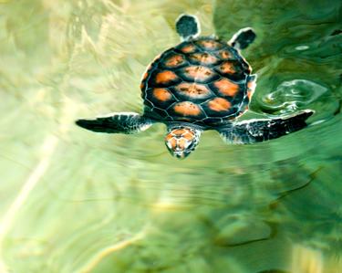A flatback turtle swims on the water's surface