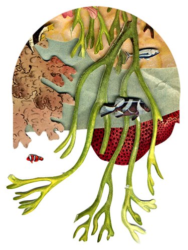Illustration of ocean plants