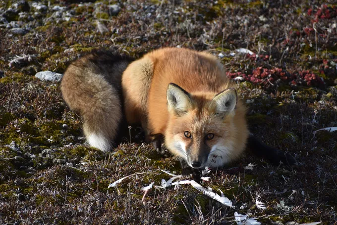 A fox lying down on the ground, looking up at photographer