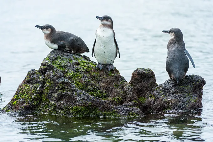 Penguins on rocks