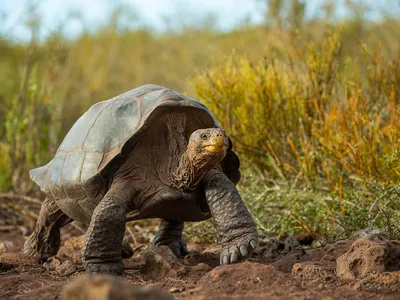 Tortoise walking