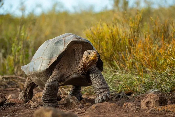 Tortoise walking