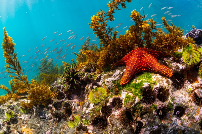 Underwater scene with starfish