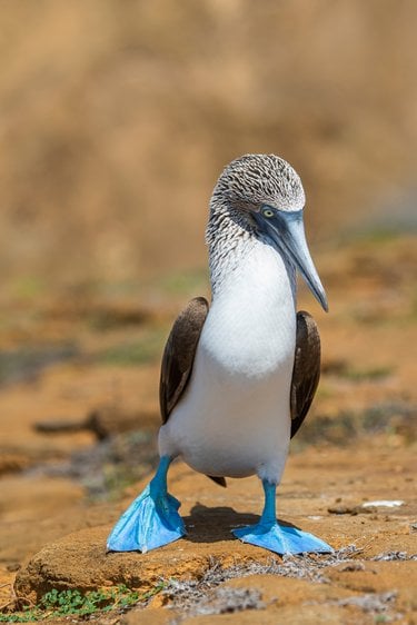 Blue-footed booby