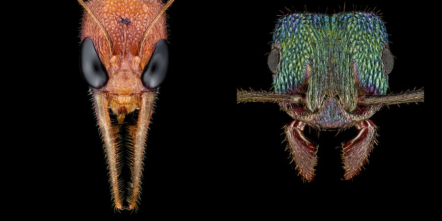 Faces of 2 ants zoomed in close