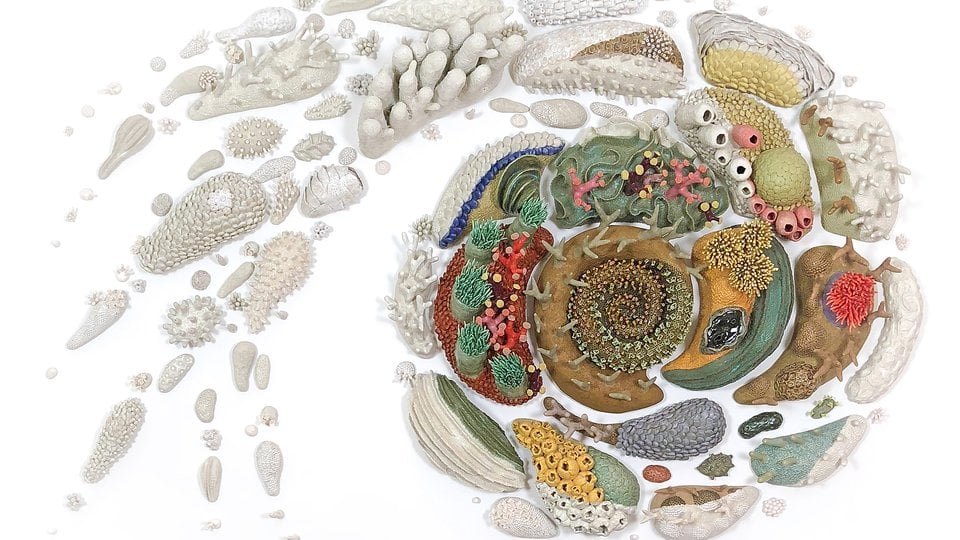 A spiral of shells and colorful coral