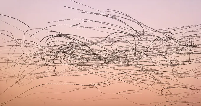 Birds in pattern of flight