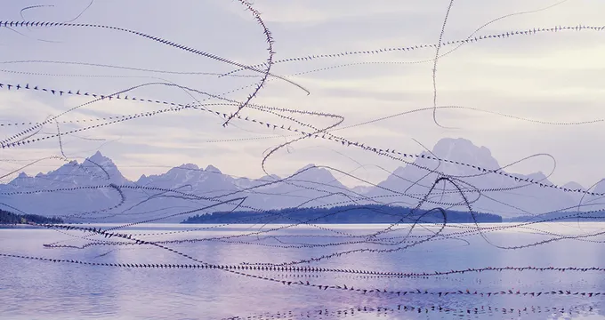 Birds in pattern of flight