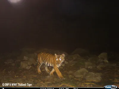 color camera trap image of Gamma the tiger cub facing the camera as he moves through the forest
