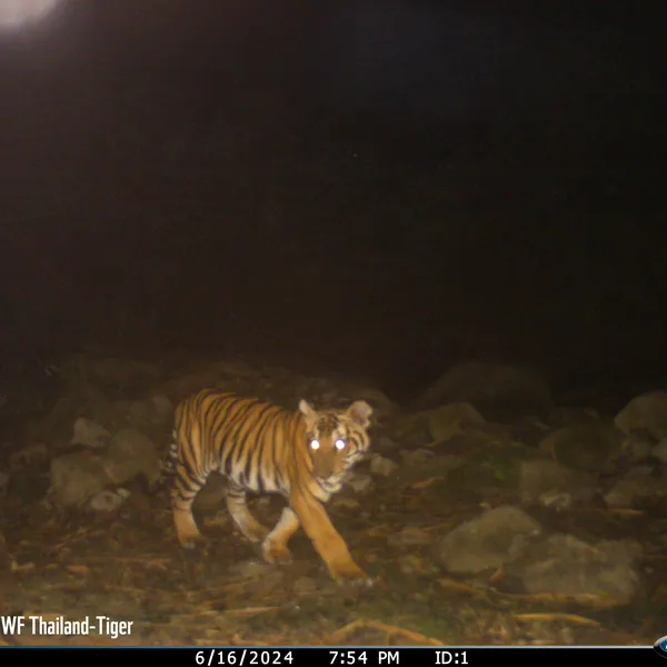 color camera trap image of Gamma the tiger cub facing the camera as he moves through the forest