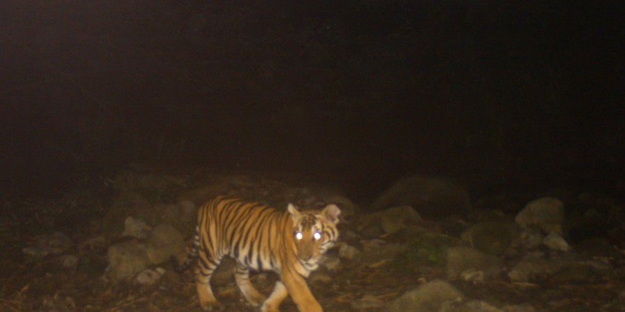 color camera trap image of Gamma the tiger cub facing the camera as he moves through the forest