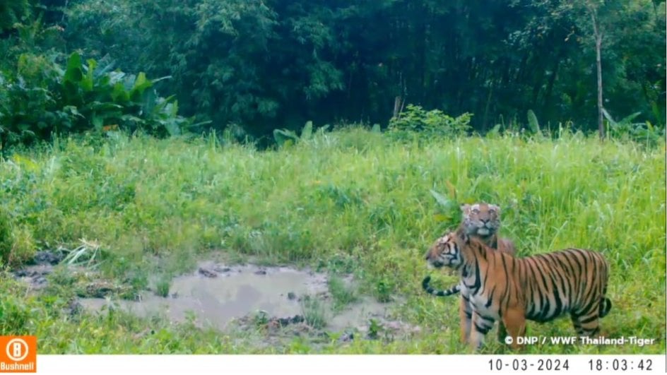 A color camera trap image shows Gamma the tiger cub with his brother