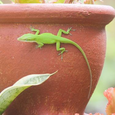 A green gecko on the side of a red clay flowerpot