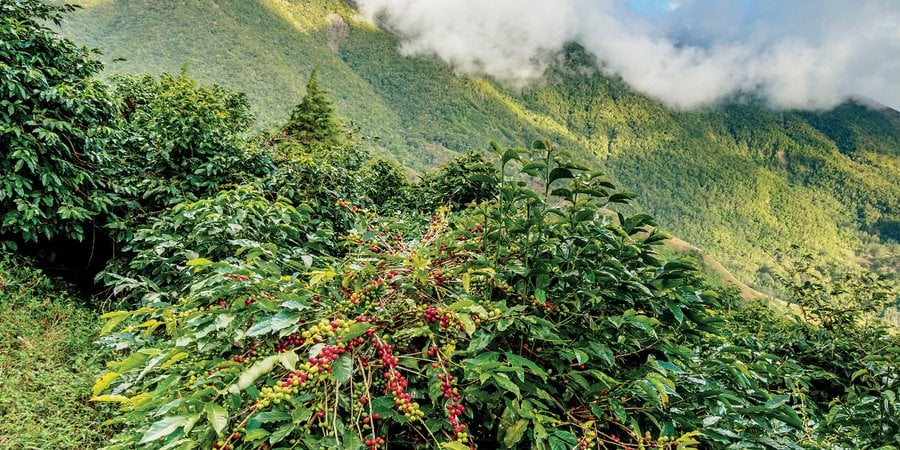 Wild growth along a mountainside