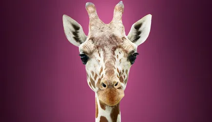 A close up of a giraffe's face with a bright purple background