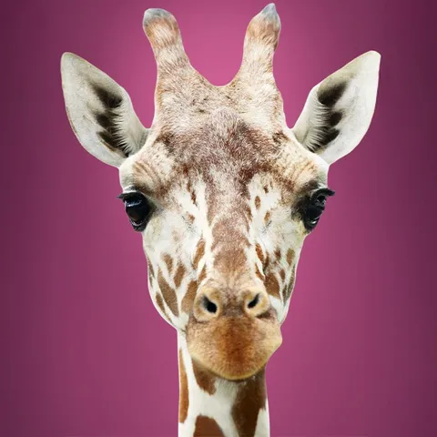 A close up of a giraffe's face with a bright purple background