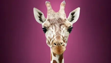 A close up of a giraffe's face with a bright purple background