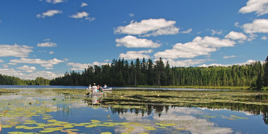 Lily pads on pond