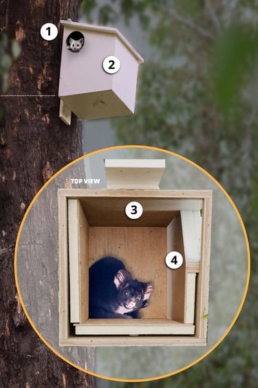 Composite photo of outside and inside of glider nest box