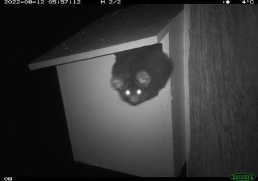 Glider captured on a night camera in a nestbox