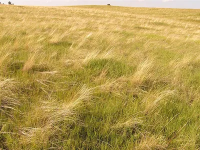 Prairie grasses