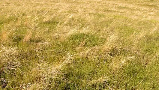 Prairie grasses