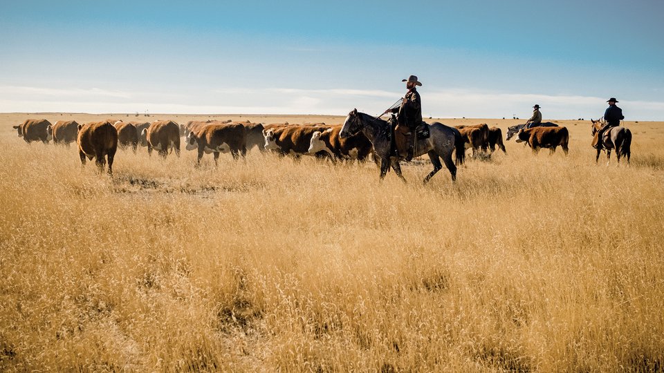 Mounted cowboys on grassland ranch
