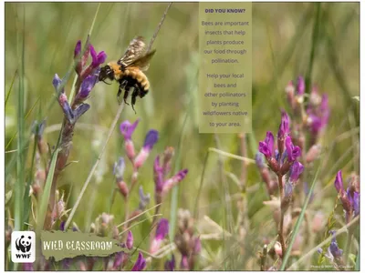 Grassland Posters (11x17)