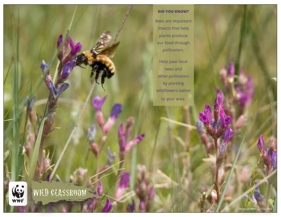 Grassland Posters (11x17)