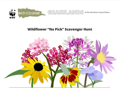 Wildflower “No Pick” Scavenger Hunt