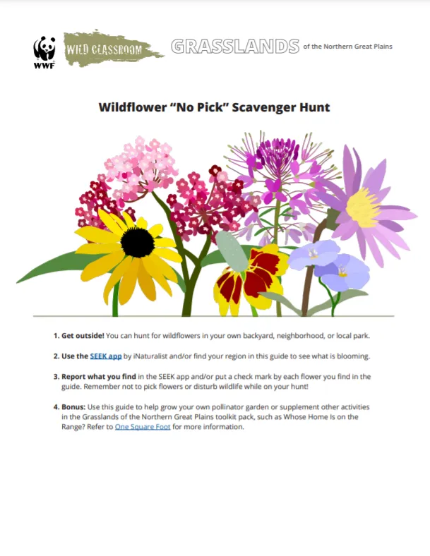 Wildflower “No Pick” Scavenger Hunt