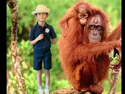 Kid stands next to green screen with orangutan projection