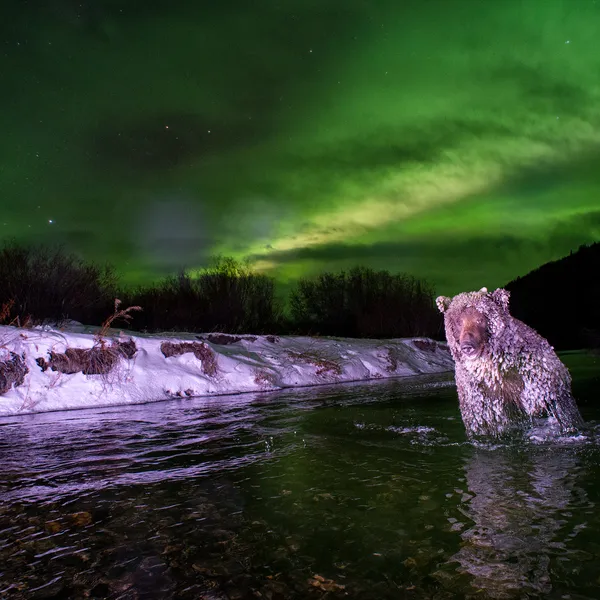 A grizzly at night, sitting in water and covered with ice, while a green aurora fills the sky