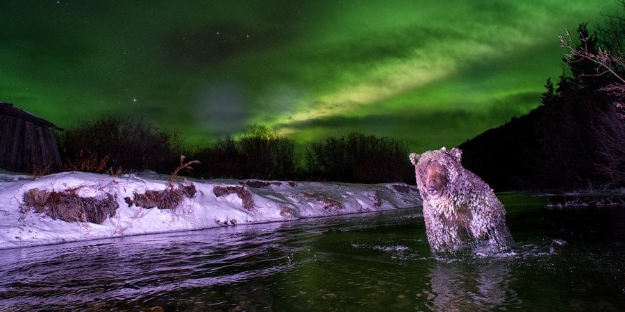 A grizzly at night, sitting in water and covered with ice, while a green aurora fills the sky