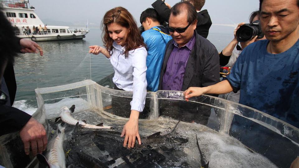 A group of people on a boat at sea preparing to release dark fish into the water.