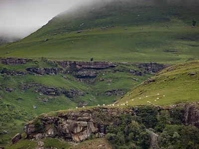 Regenerative wool farming in the Eastern Cape Drakensberg grasslands, South Africa.