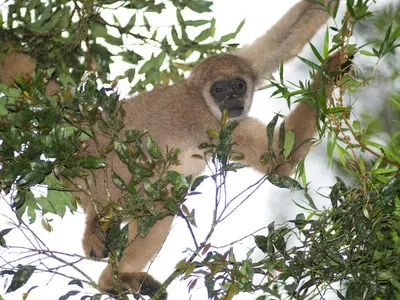 The southern muriqui is a critically endangered species endemic to the Atlantic Forest. Muriquis are essential seed dispersers that help maintain forest biodiversity and ecological balance.