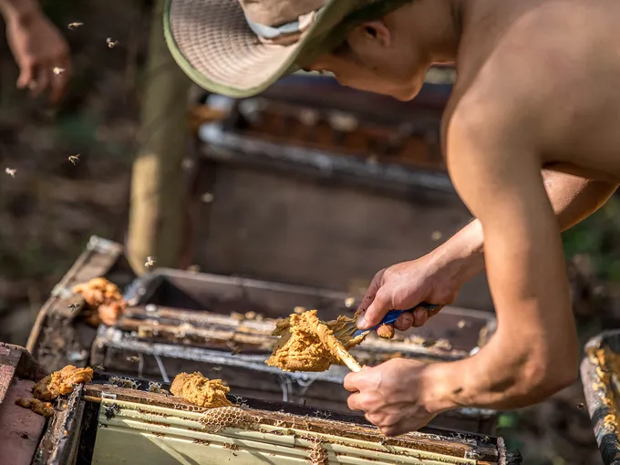 Man harvesting honey