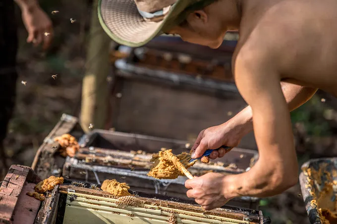 Man harvesting honey