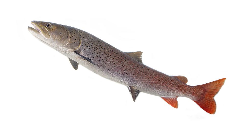A taimen with silver skin and reddish-orange fins against an all white background