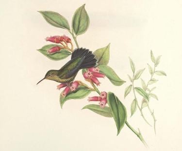 A drawing of two hummingbirds next to a green flowering plant